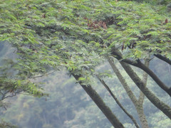 Pseudosamanea carbonaria