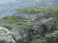 Pseudosamanea carbonaria