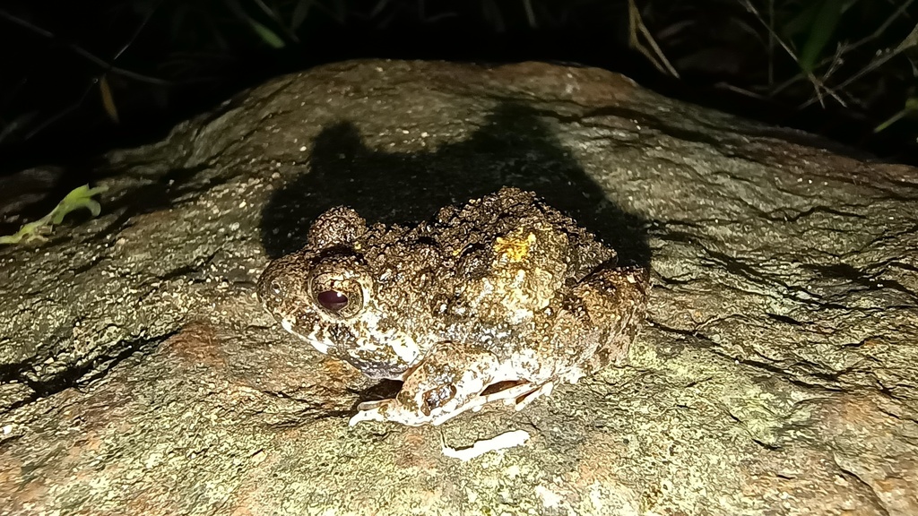 Neil Cox's Burrowing Frog