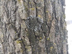 Physconia leucoleiptes