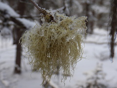 Usnea perplexans