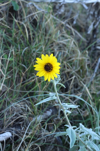 Helianthus argophyllus iNat (3)