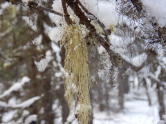 Usnea perplexans