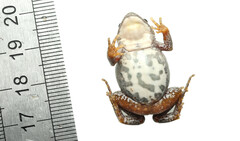 Karoo Dainty Frog photo 1