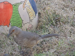 Toxostoma curvirostre