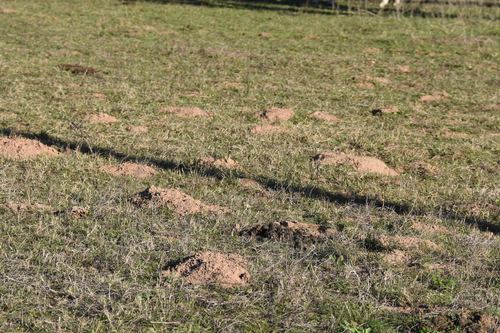 Attwater's Pocket Gopher