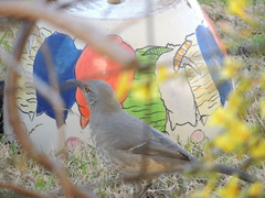 Toxostoma curvirostre