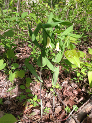 Uvularia perfoliata