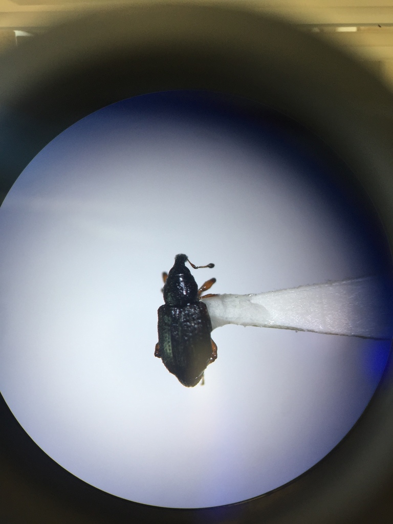 Cotula Weevil