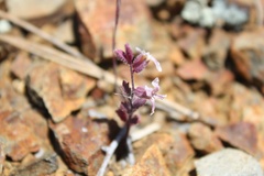 Streptanthus hispidus