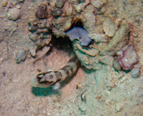 Wehrle's shrimpgoby (Cryptocentrus wehrlei) — Gobiidae