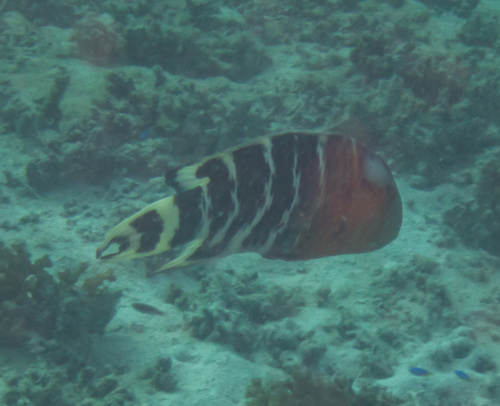 Redbreast Maori Wrasse (Concholabrus fasciatus)