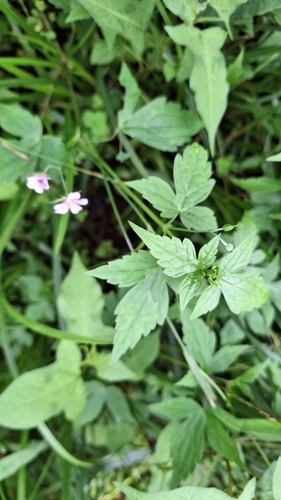 Image of Geranium wilfordii by (c) Violetta Dzizyurova, some rights reserved (CC BY)