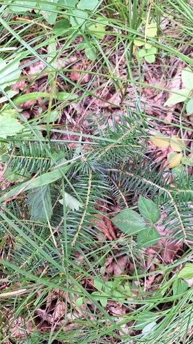 Needle fir (Abies holophylla)