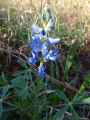 Lupinus subcarnosus