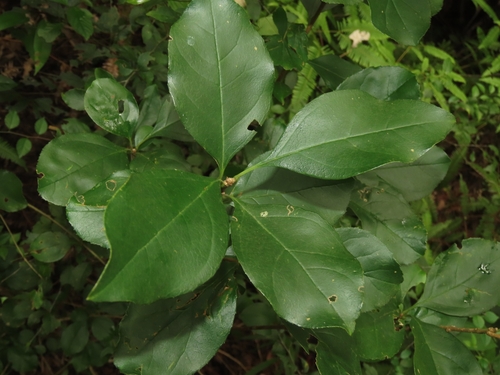 Chionanthus retusus