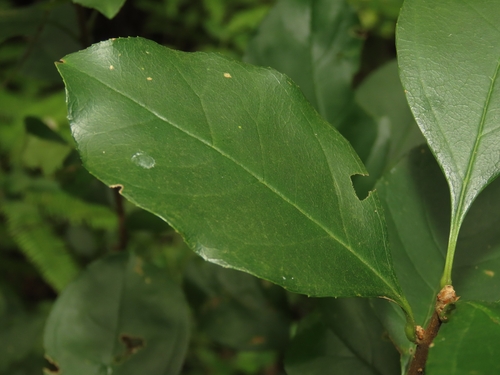 Chionanthus retusus