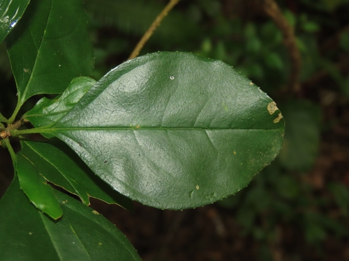 Chionanthus retusus