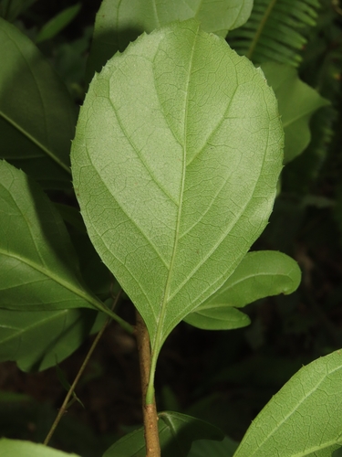 Chionanthus retusus