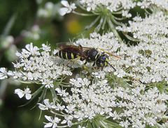 Aphilanthops frigidus