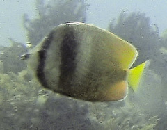 Chaetodon kleinii
