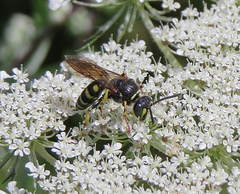 Aphilanthops frigidus