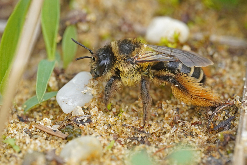 Common Pantaloon Bee