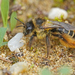 Common Pantaloon Bee - Photo (c) Julia Wittmann, some rights reserved (CC BY), uploaded by Julia Wittmann