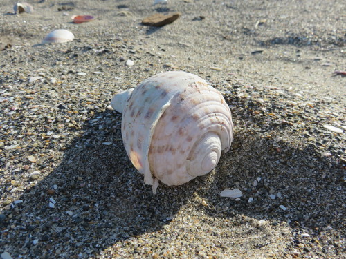 Tonna luteostoma