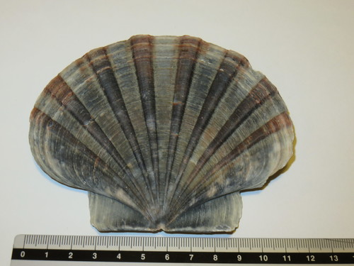 Pecten albicans
