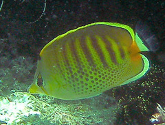 Chaetodon punctatofasciatus