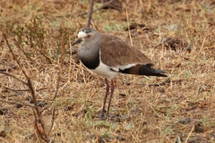 Vanellus melanopterus