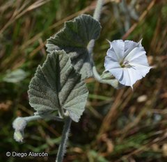 Convolvulus hermanniae