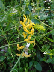 Corydalis micrantha