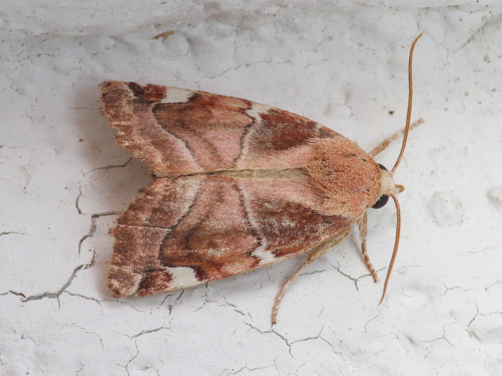 Cosmia confinis