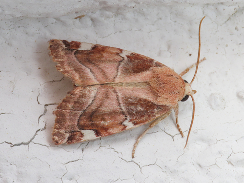 Cosmia confinis
