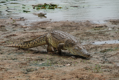 West African Crocodile