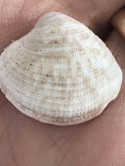 Chionopsis intapurpurea