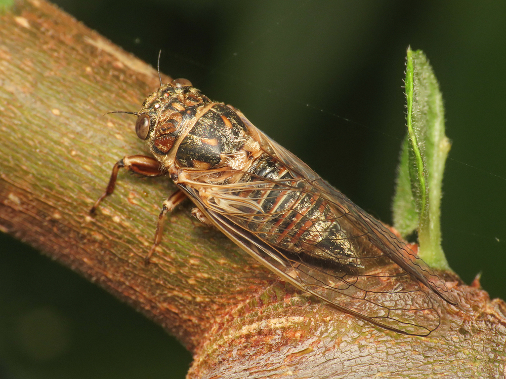 Tettigettalna argentata