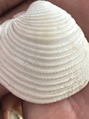 Chionopsis intapurpurea
