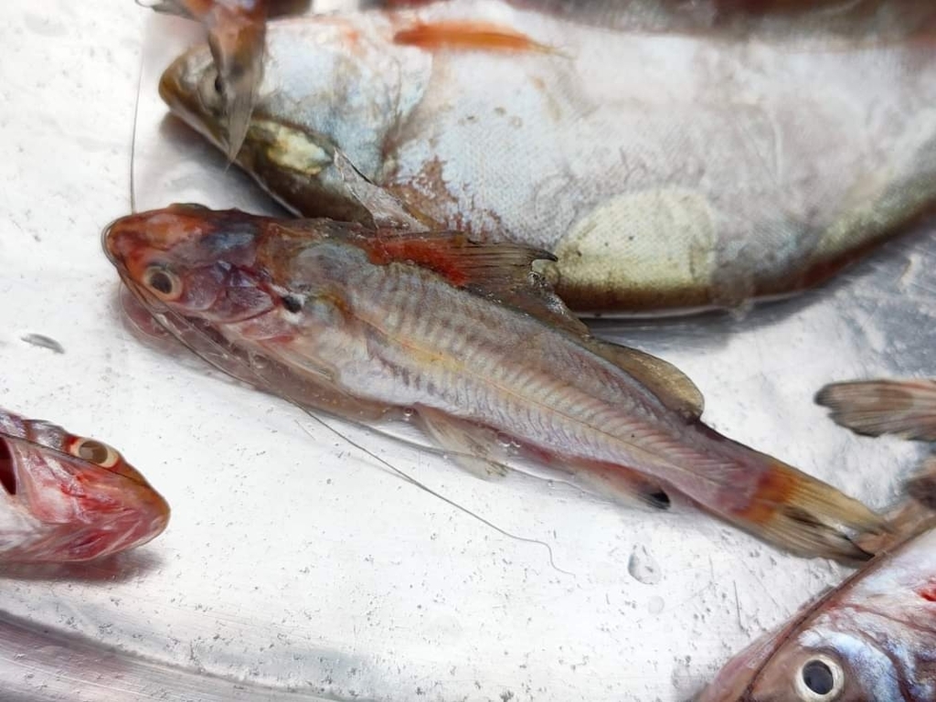 Mystus multiradiatus