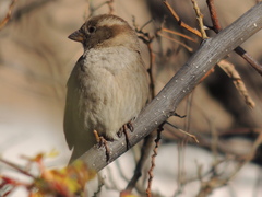 Passer domesticus