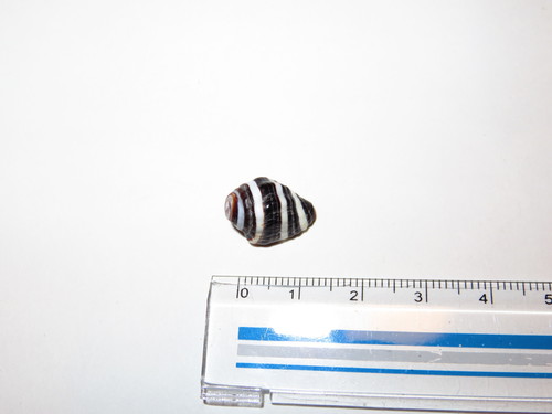 Engina mendicaria
