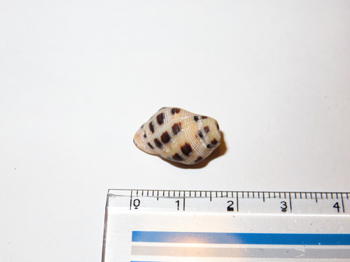 Reishia luteostoma