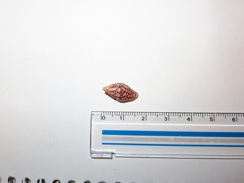Pardalinops testudinarius