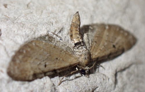 Wormwood Pug, Graafland, Groot-Ammers, South Holland, NL, photo 10 of 10