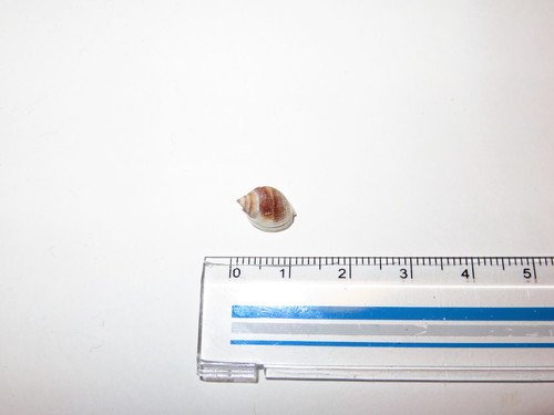 Nassarius globosus