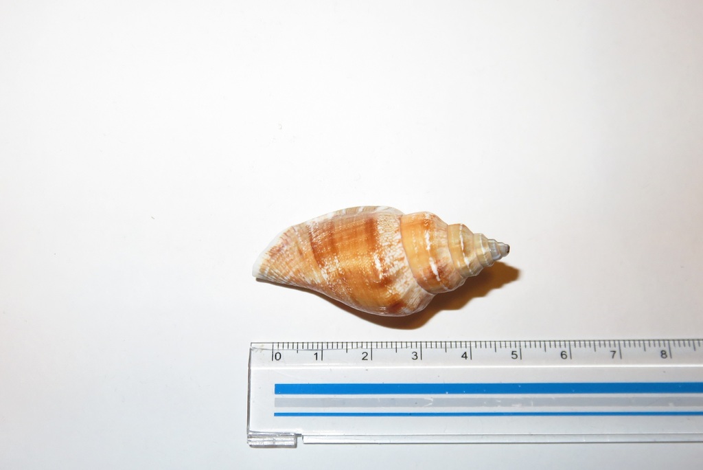 Canarium urceus