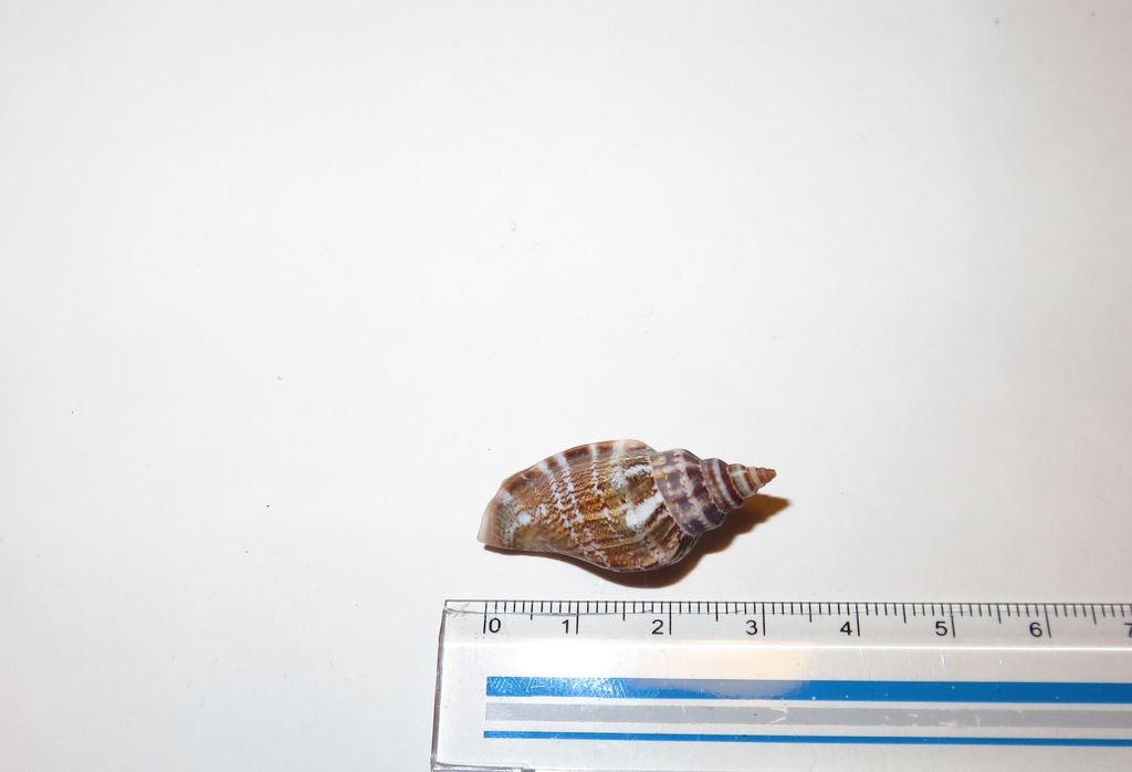 Canarium urceus