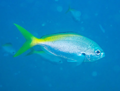Yellowback Fusilier